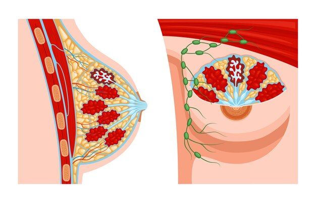 Conjunto de anatomía mamaria femenina realista con dos vistas de la estructura anatómica con vistas de perfil de venas ilustración vectorial
