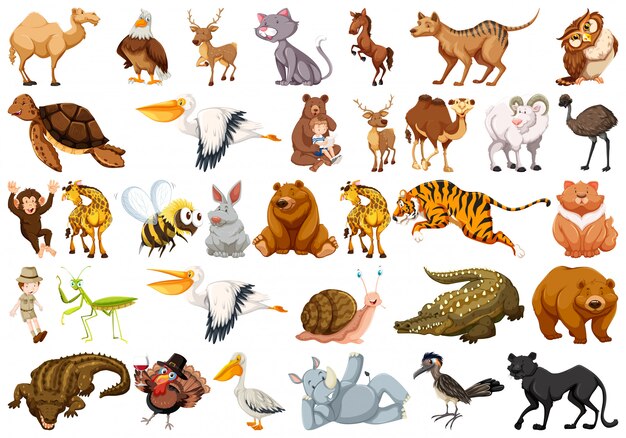 Conjunto de animal salvaje