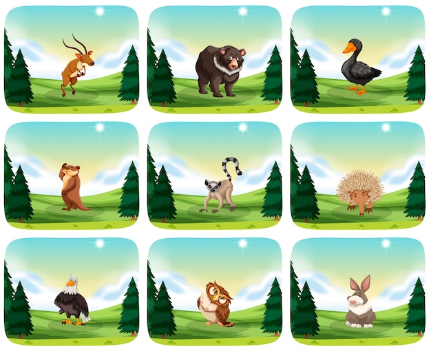 Conjunto de animales en la naturaleza.