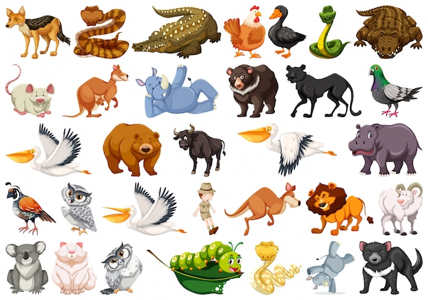 Conjunto de animales salvajes