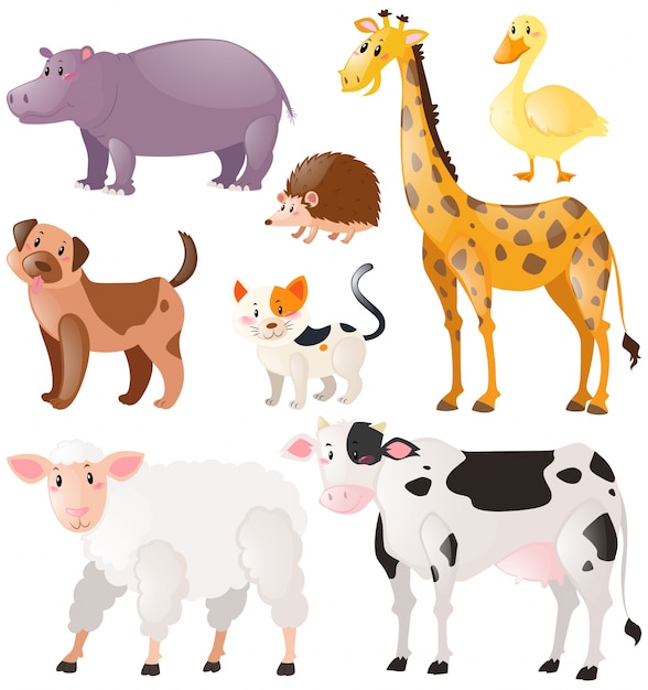 Conjunto de animales silvestres