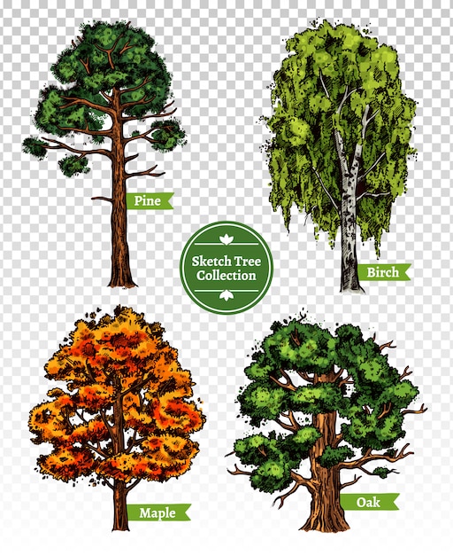 Vector gratuito conjunto de árbol de bosquejo de color