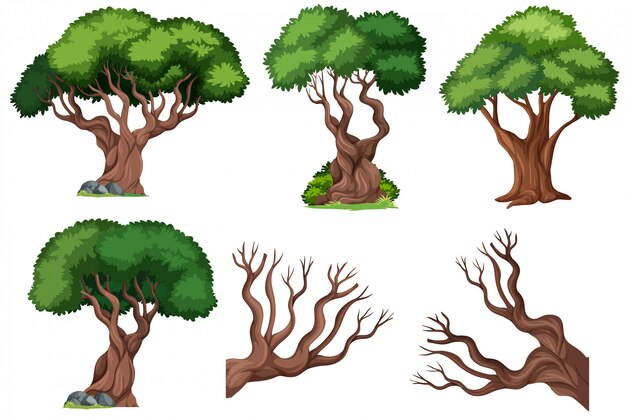 Conjunto de arbol ornamental