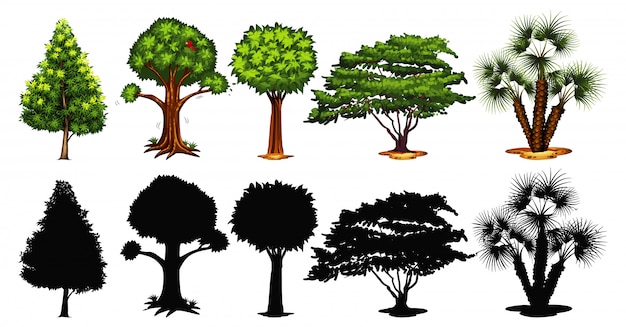 Conjunto de árbol y sombra