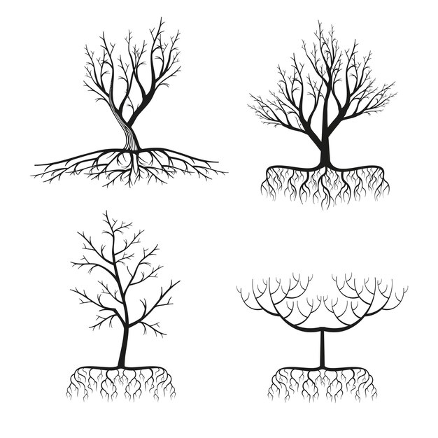 Conjunto de árboles y raíces negros.