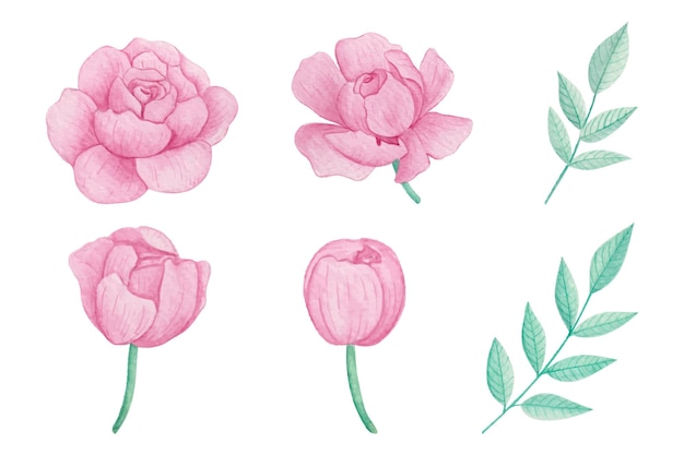 Vector gratuito conjunto de arte de flores y hojas de acuarela dibujada a mano