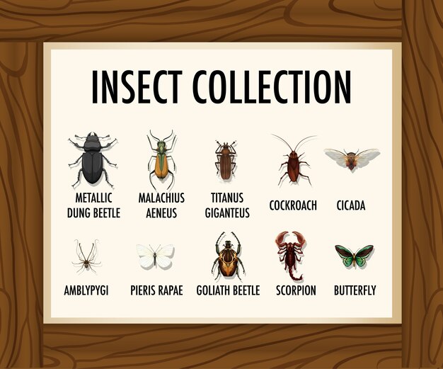 Conjunto de banner de colección de insectos en mesa de madera