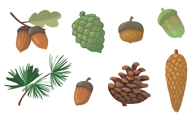 Conjunto de bellotas y piñas. Rama de pino, cono de abeto, hoja de roble aislada. Ilustraciones vectoriales planas para otoño, otoño, naturaleza, concepto de bosque