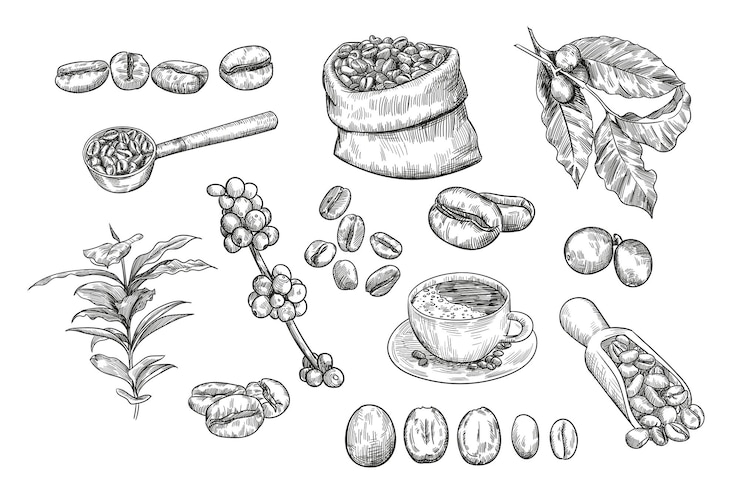 Vector gratuito conjunto de bocetos de granos de café