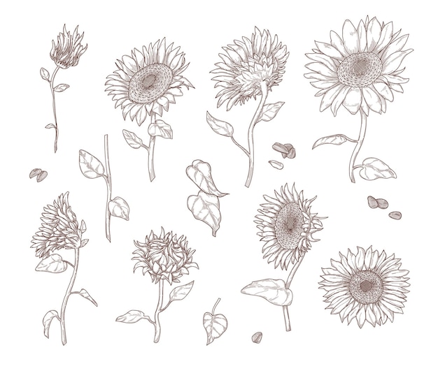 Conjunto de bocetos monocromáticos de girasol. Hojas, tallos, semillas y pétalos de girasol en estilo vintage dibujados a mano