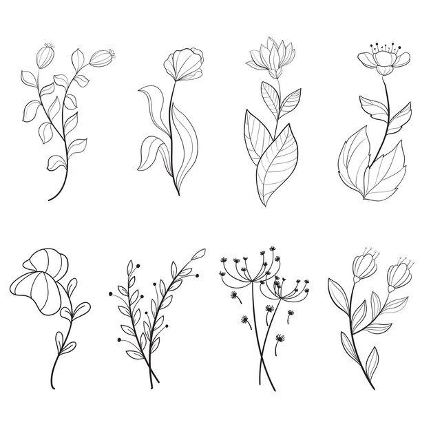 conjunto, de, botánico, hoja, garabato, wildflower, botánico, línea, arte, dibujos, colección