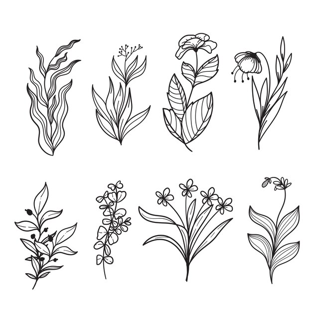 conjunto, de, botánico, hoja, garabato, wildflower, botánico, línea, arte, dibujos, colección