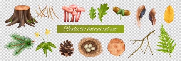 Conjunto botánico realista sobre fondo transparente con iconos aislados de hojas y hongos con ilustración vectorial de huevos de nido