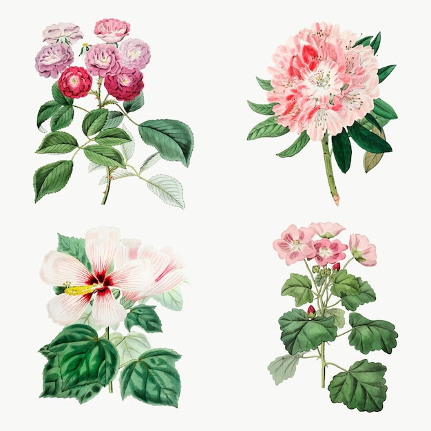 Conjunto botánico vintage de flores mano drvector