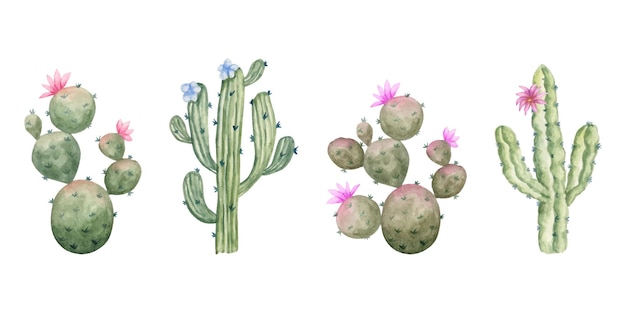 Vector gratuito conjunto de cactus verde acuarela