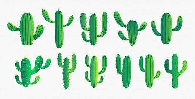 Conjunto de cactus verde y planta suculenta