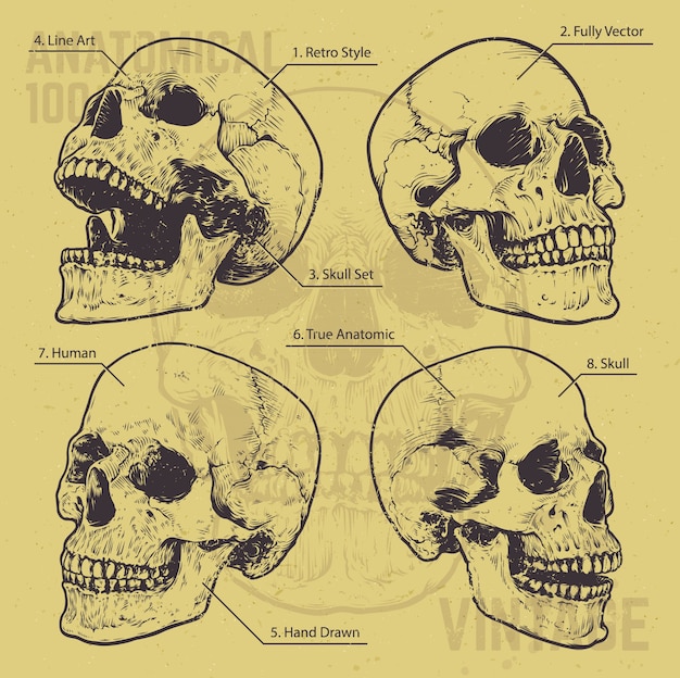 Vector gratuito conjunto de calaveras dibujadas a mano