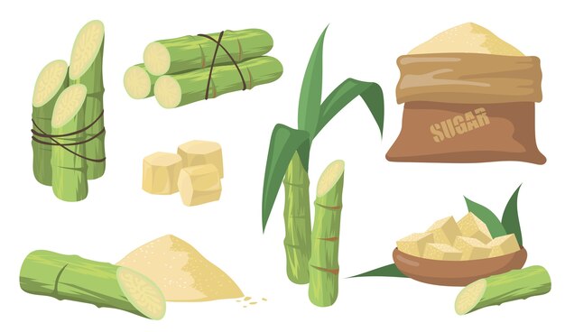 Conjunto de caña de azúcar y azúcar. Paquete de tallos verdes, plantas con hojas, saco con azúcar morena aislado sobre fondo blanco. Colección de ilustraciones para agricultura, ron, concepto de producción de licor.
