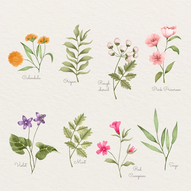 Conjunto de carta de flores botánicas acuarela