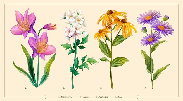 Conjunto de carta de flores botánicas acuarela
