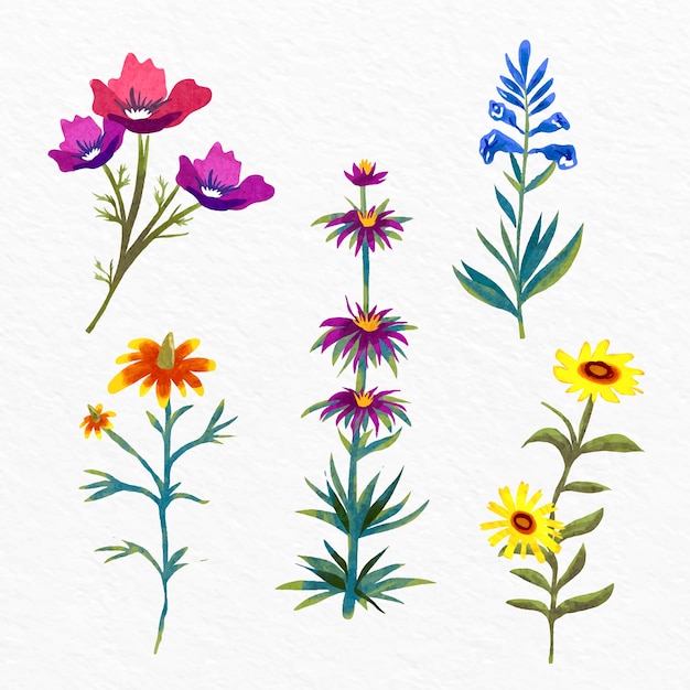 Conjunto de carta de flores botánicas acuarela