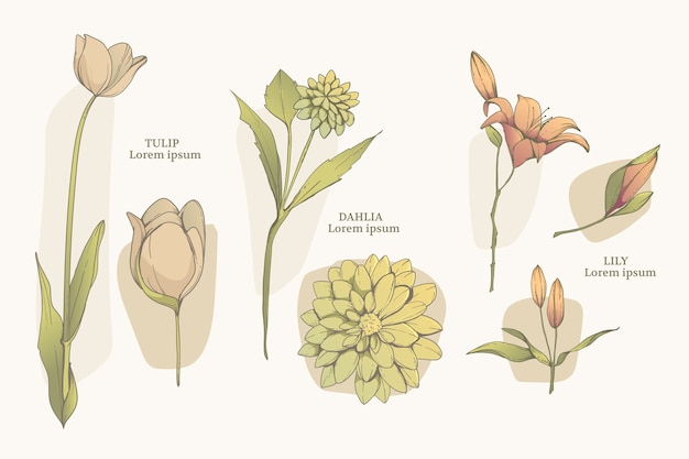 Conjunto de carta de flores botánicas dibujadas a mano