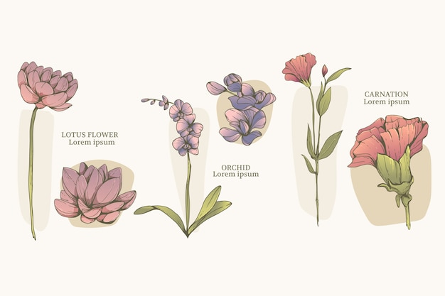 Conjunto de carta de flores botánicas dibujadas a mano