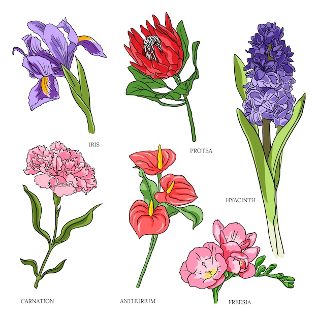 Conjunto de carta de flores botánicas dibujadas a mano
