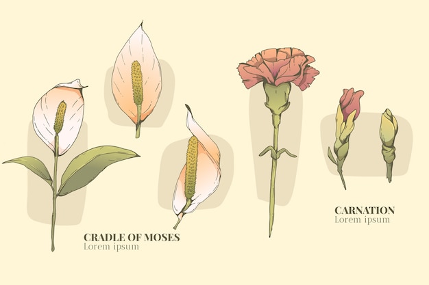 Conjunto de carta de flores botánicas dibujadas a mano