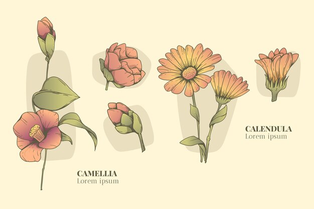 Conjunto de carta de flores botánicas dibujadas a mano