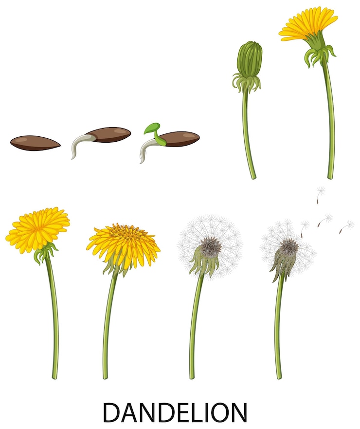 Vector gratuito conjunto de ciclo de vida del diente de león.