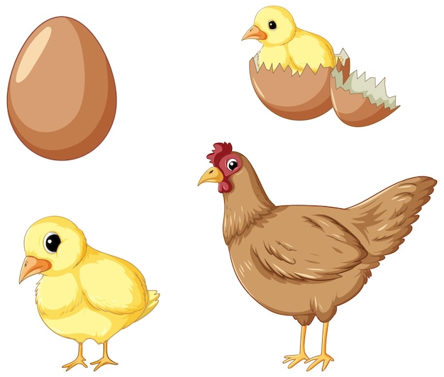 Vector gratuito conjunto de ciclo de vida de pollo