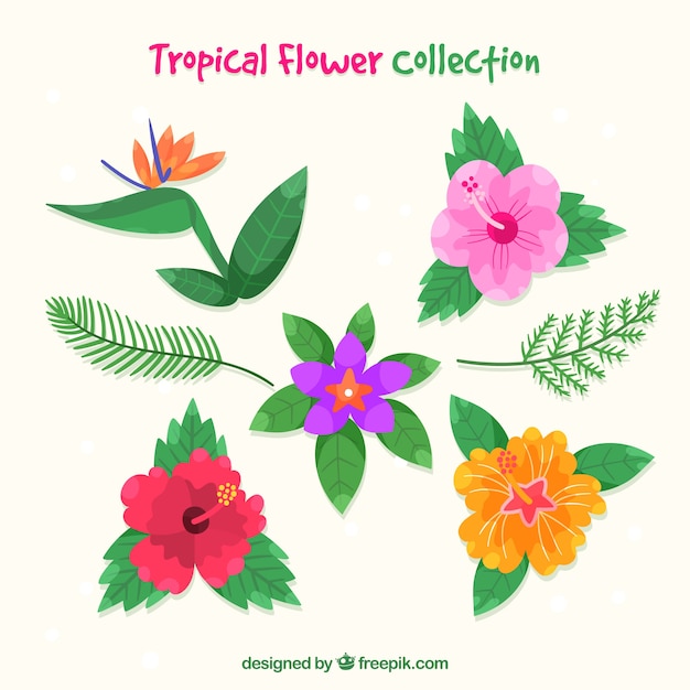 Conjunto de cinco flores tropicales dibujados a mano