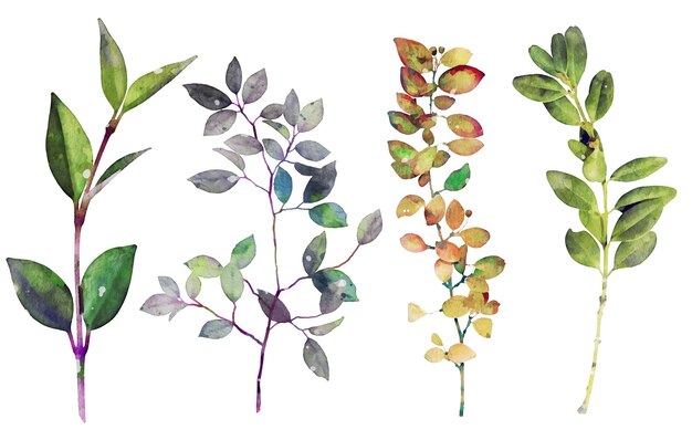 conjunto de colección de hojas de plantas de acuarela realista