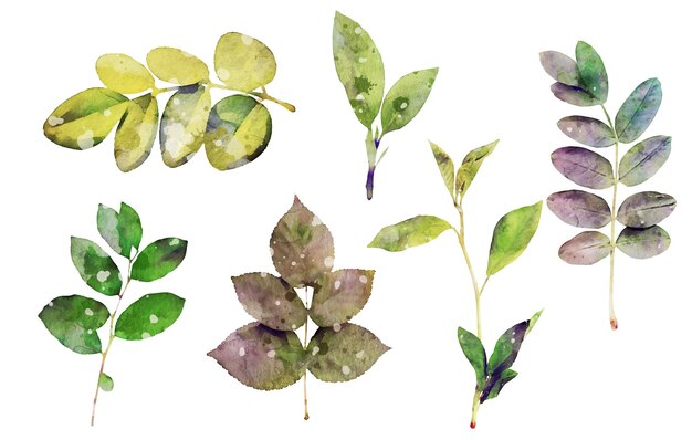 conjunto de colección de hojas de plantas de acuarela