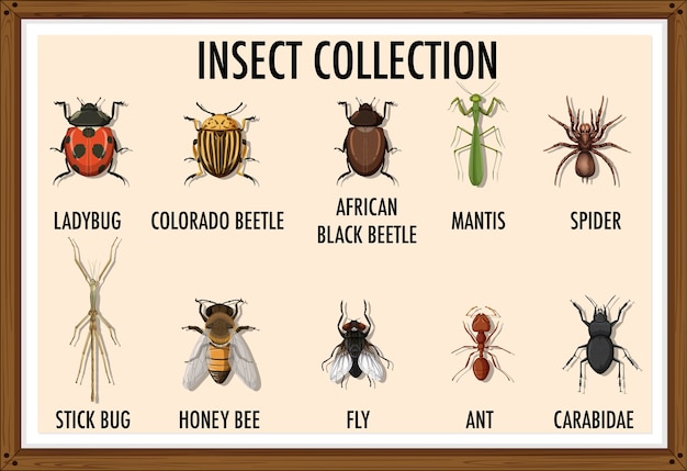 Conjunto de colección de insectos en marco de madera.