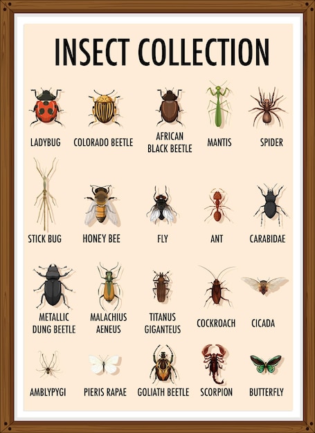 Conjunto de colección de insectos en marco de madera.