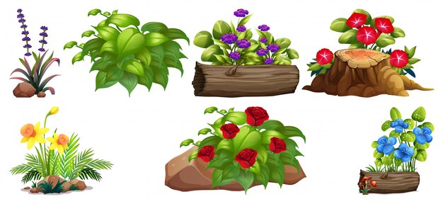 Conjunto de coloridas flores sobre rocas y madera