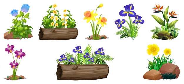 Conjunto de coloridas flores sobre rocas y madera