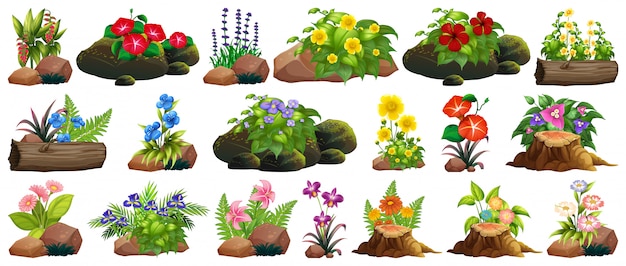 Conjunto de coloridas flores sobre rocas y madera