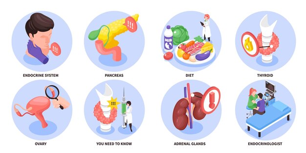 Conjunto de composición de endocrinólogo isométrico y coloreado sistema endocrino dieta páncreas descripciones de ovario de tiroides ilustración vectorial