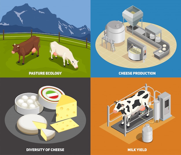 Conjunto de concepto de producción de queso de diversidad de fabricación de producción de leche de pasto de iconos cuadrados de queso isométrico