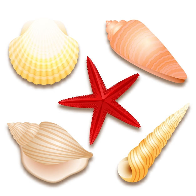 Vector gratuito conjunto de conchas y estrellas de mar rojas.