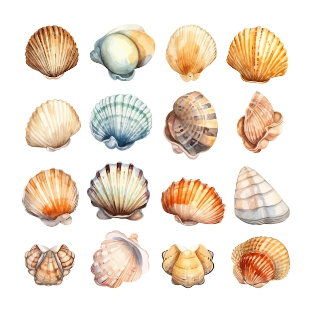 Conjunto de conchas marinas de acuarela en imágenes prediseñadas de mar de ilustración aislada