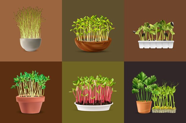 Conjunto de cuadrados de microgreens de nutrición saludable realista aislado