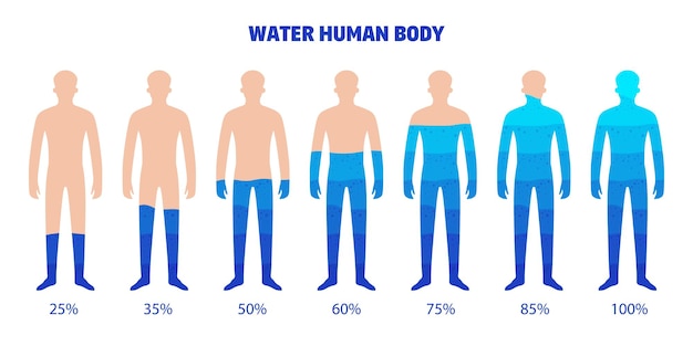 Conjunto de cuerpo humano de agua de elementos infográficos aislados con formas corporales llenas de agua con ilustración de vector de porcentaje