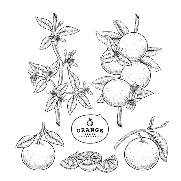 Conjunto decorativo de frutas cítricas de dibujo vectorial.