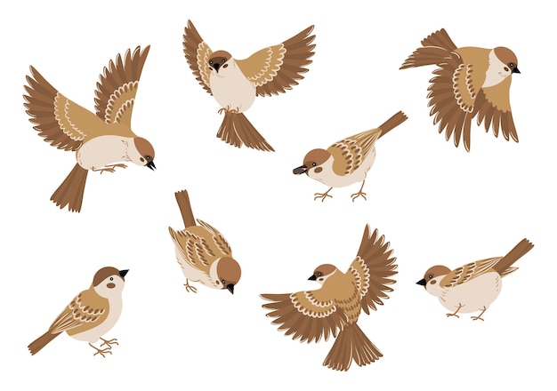 Conjunto de dibujos animados de aves con imágenes aisladas de gorriones varias poses volando y sentados en la ilustración de vector de fondo en blanco