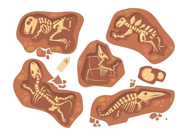 Vector gratuito conjunto de dibujos animados de diferentes fósiles de dinosaurios. ilustración plana.