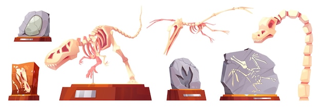 Vector gratuito conjunto de dibujos animados de esqueletos de dinosaurios y piedras fósiles con huellas de animales prehistóricos aisladas en el fondo blanco ilustración vectorial de exhibiciones del museo de arqueología en soportes rocas antiguas huesos de dino